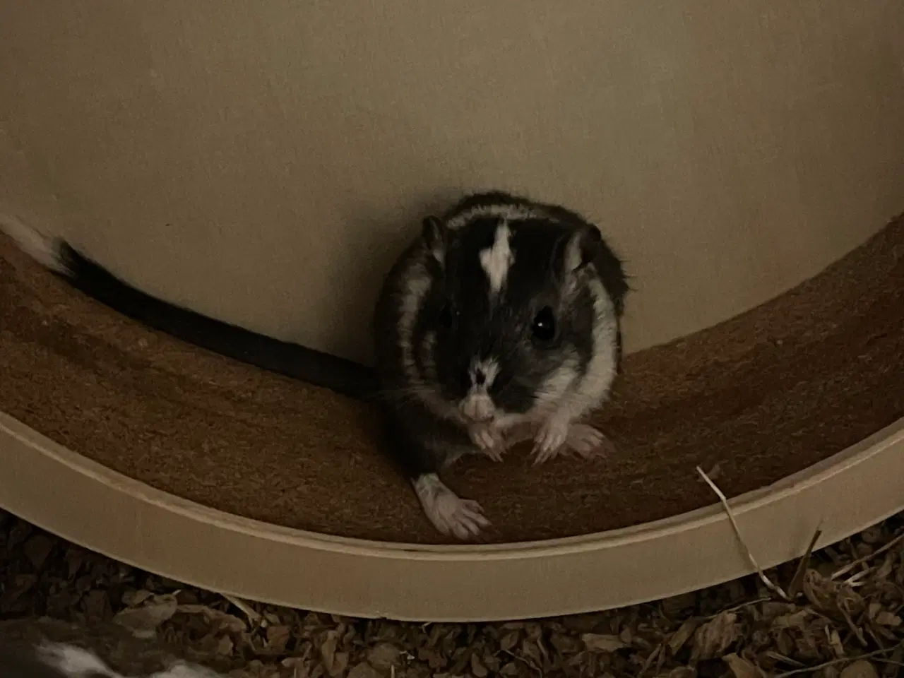 Billede 2 - Ørkenrotter piger 