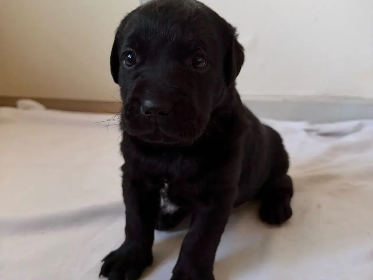 Billede 5 - Dejlige hvalpe.1 dreng tilbage.