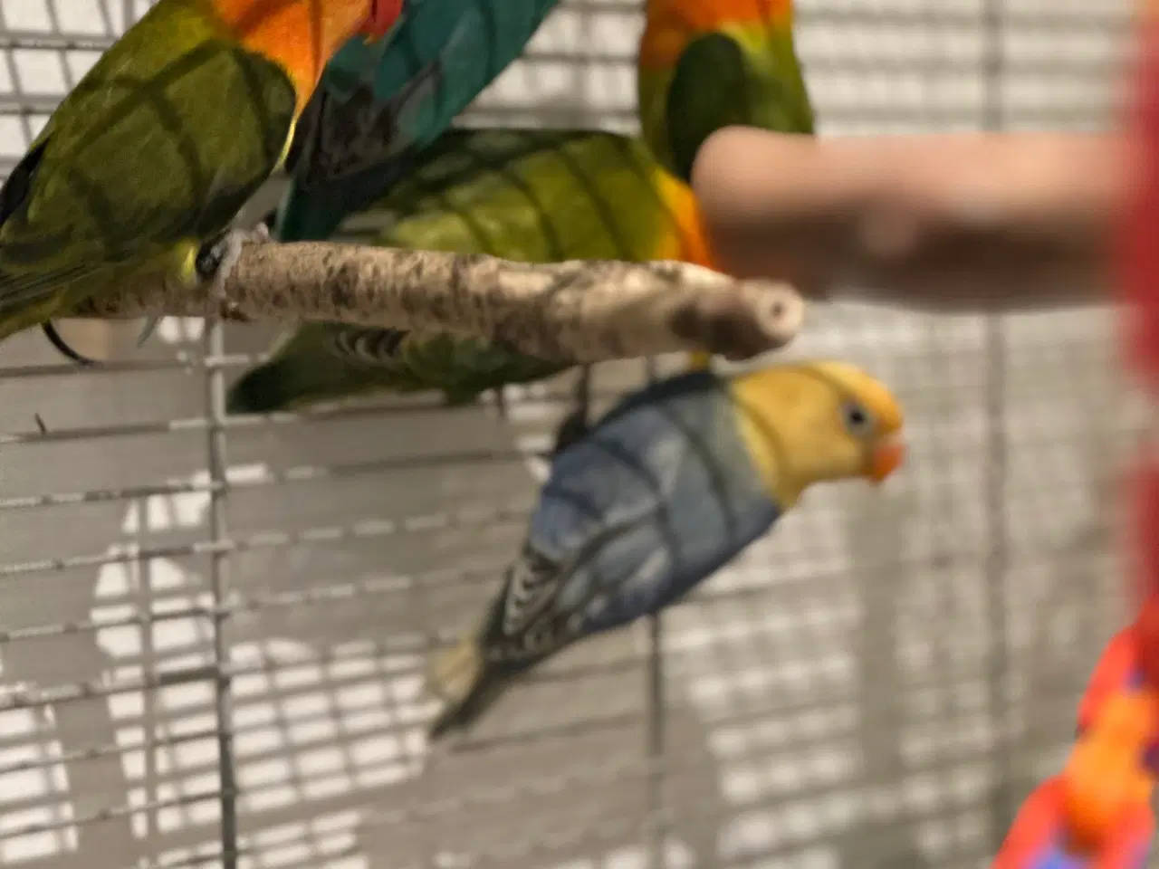 Billede 2 - Dværvpapegøjer