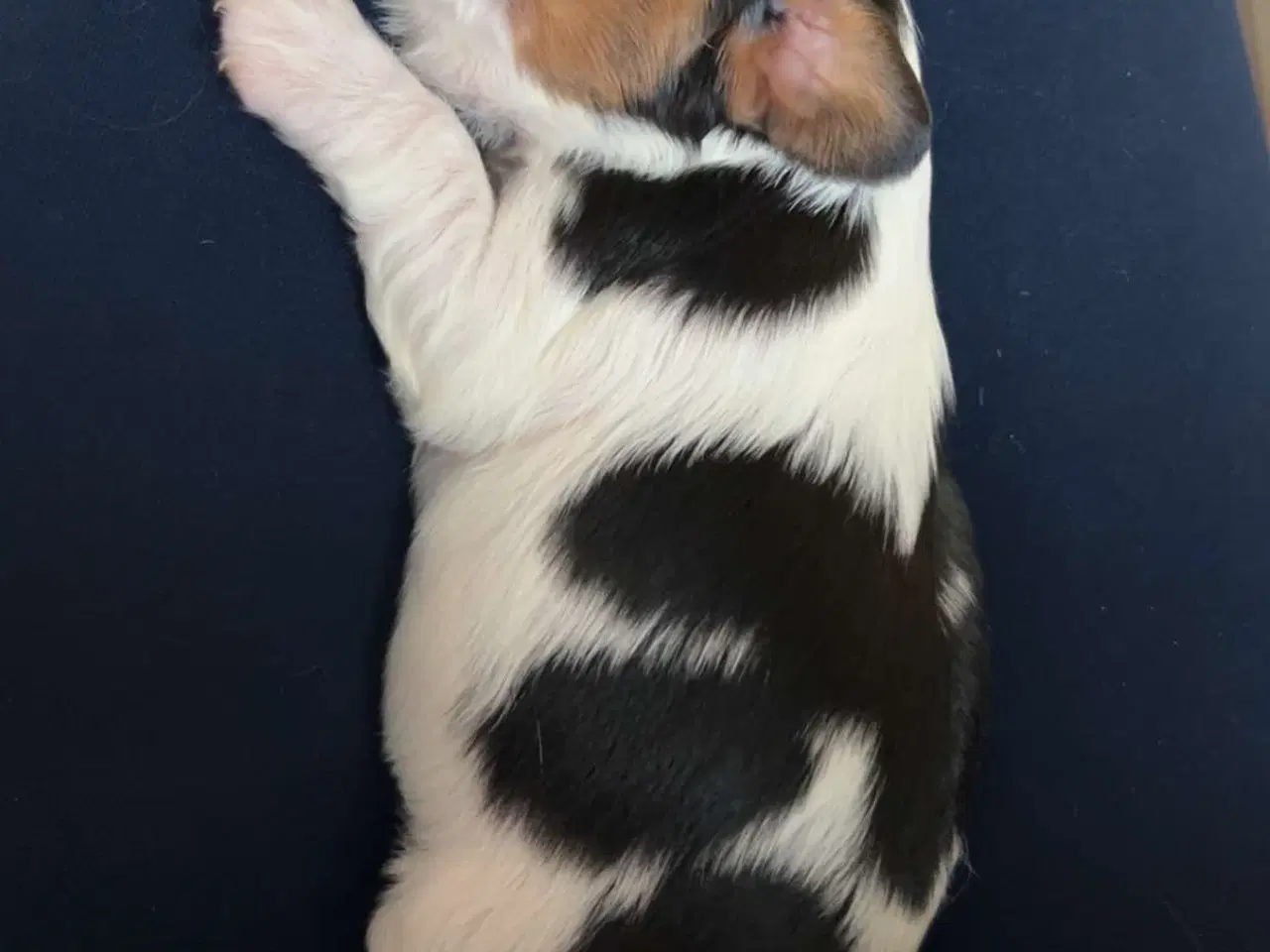 Billede 5 - Cavalier King Charles hvalpe m. stambog