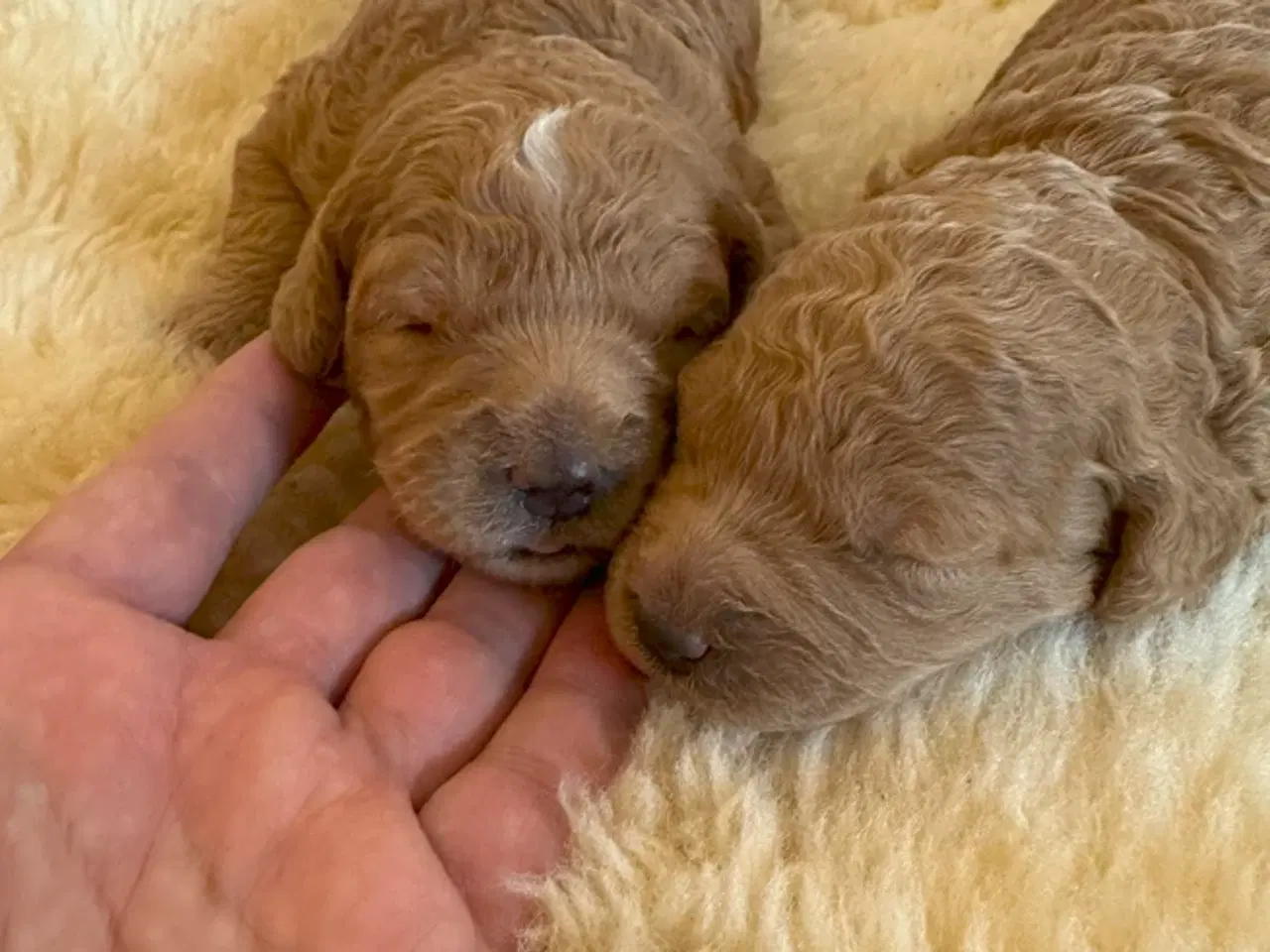Billede 2 - 7 Skønne Golden Doodle hvalpe (F1B)