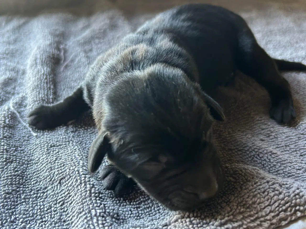 Billede 5 - Labrador hvalpe sælges