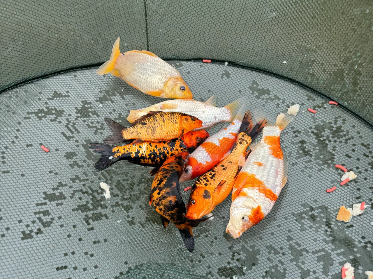 Billede 1 - Koi karper 