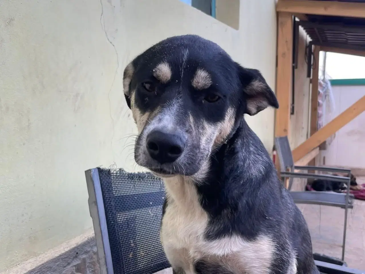 Billede 3 - Sødeste Sunny søger familie 