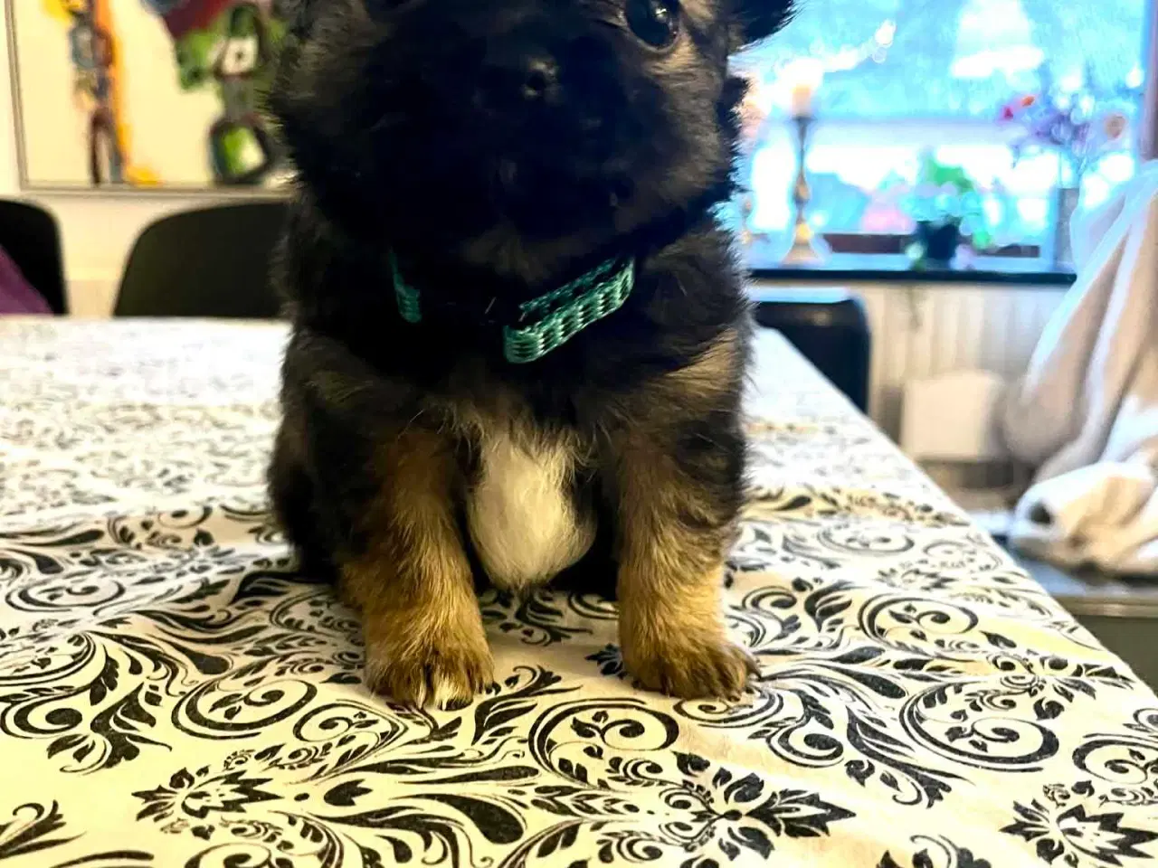 Billede 4 - Chihuahua/Papillon hvalpe