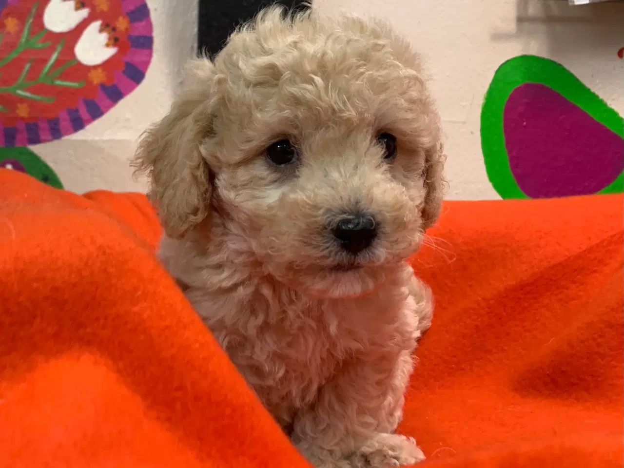 Billede 13 - Små fine mini Maltipoo babyer