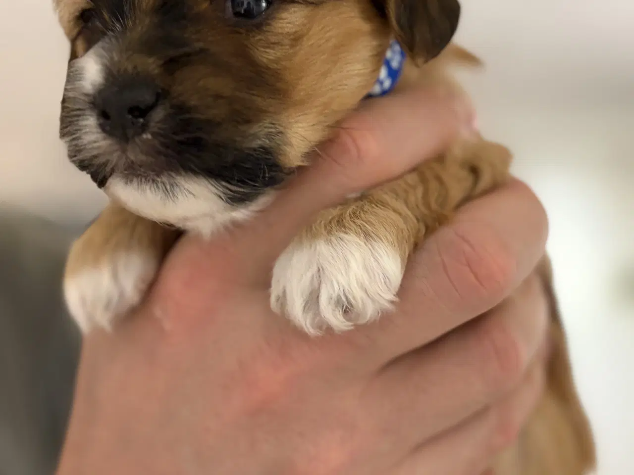 Billede 5 - Bichon havanise og Coton de Tulear blanding 