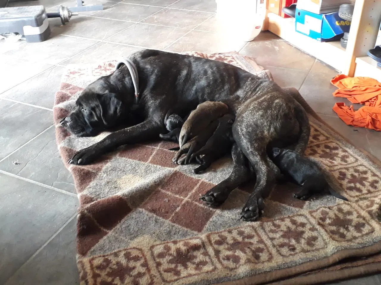 Billede 17 - Cane Corso Hvalpe Sælges. Læs helle teksten. 