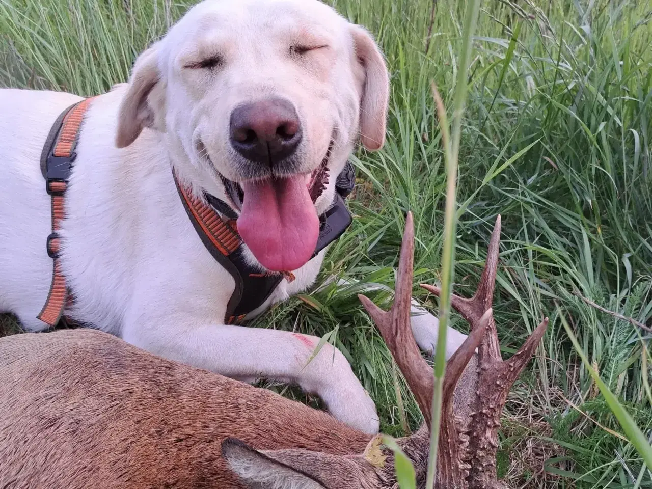 Billede 1 - Hvalpe på vej