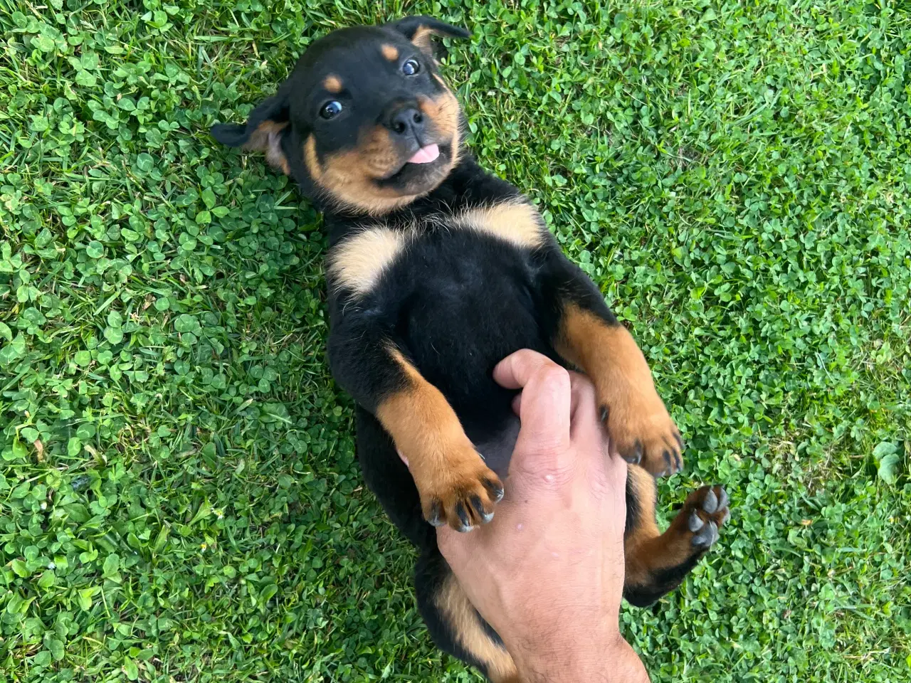 Billede 4 - Rottweiler hvalpe 