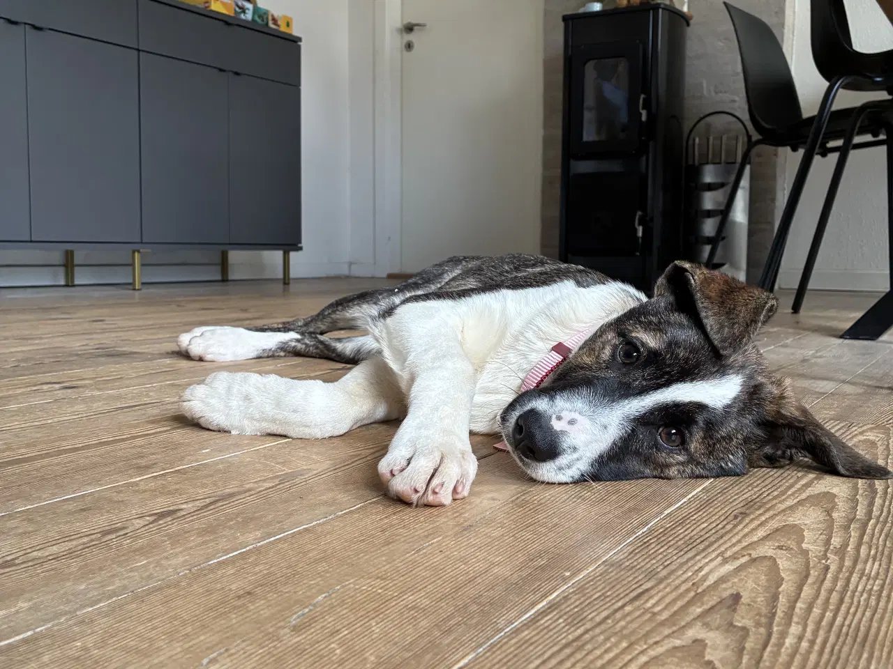 Billede 1 - Tora søger sin 4 ever familie.