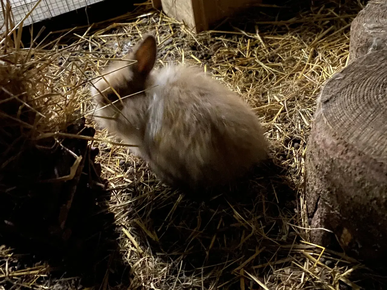 Billede 3 - Fluffy kaninunger fra uge 42