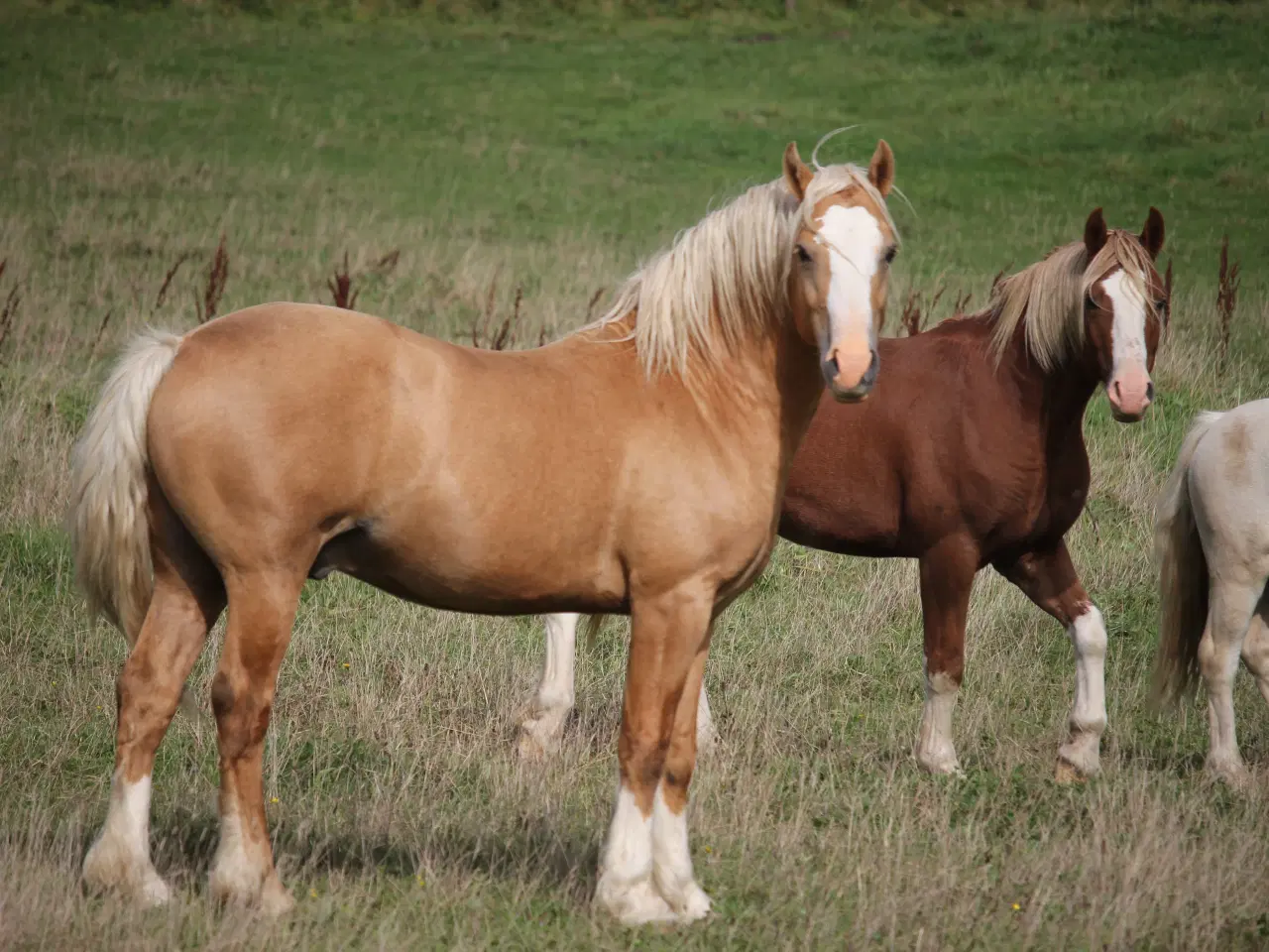 Billede 4 - Welsh Cob avlshingst - Kat 1.