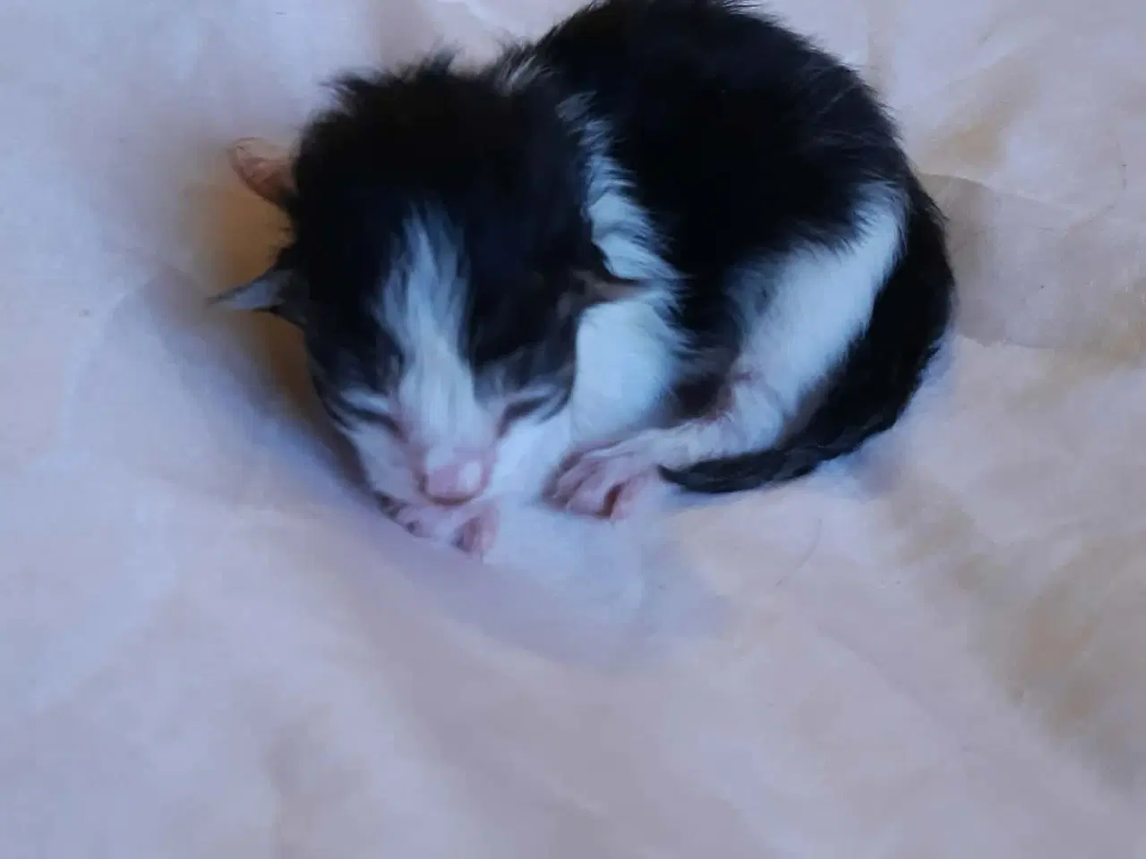 Billede 7 - Maine Coon killinger, klar 17 juni