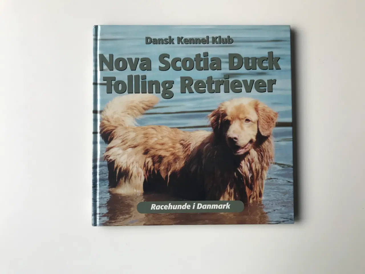 Billede 1 - Nova Scotia Duck Tolling Retriever
