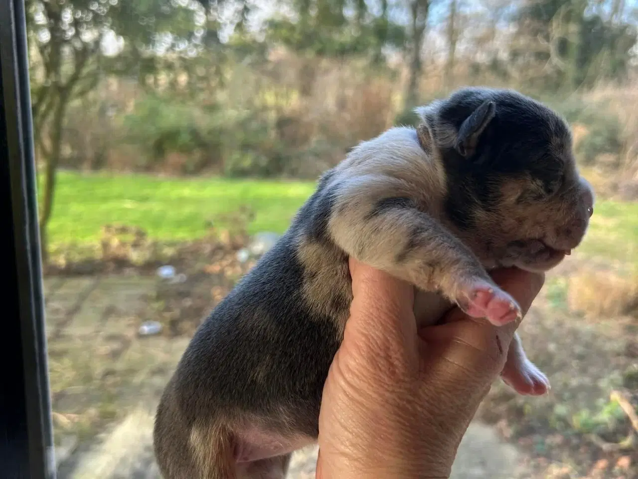 Billede 6 - Old English bulldog hvalpe