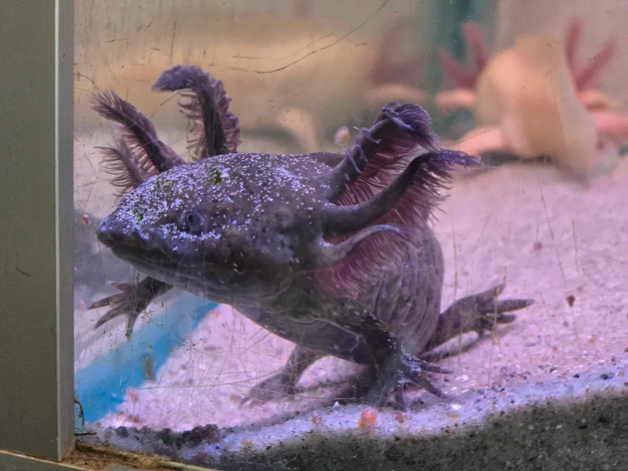 Billede 2 - Sjældne voksne axolotler 