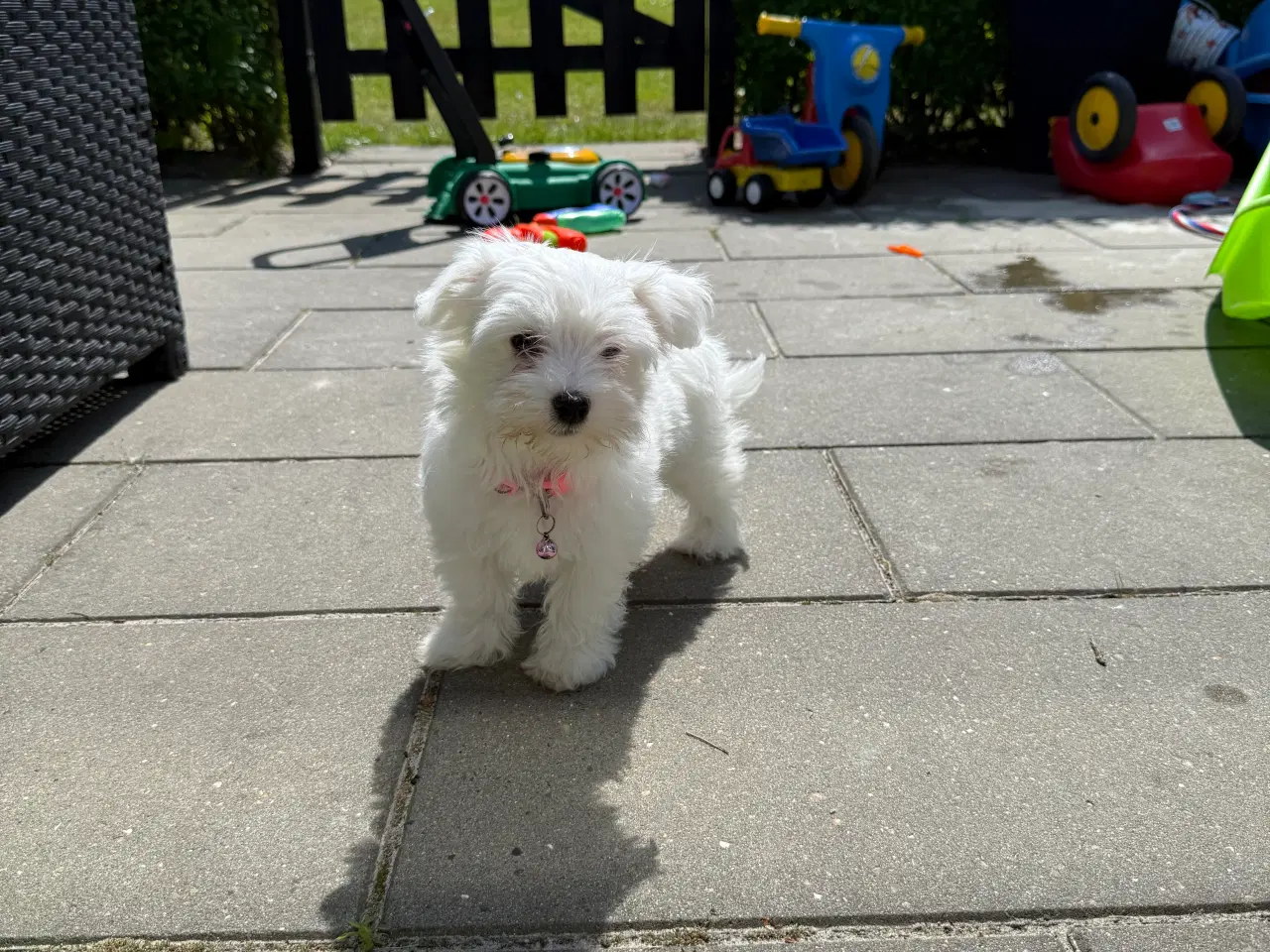 Billede 5 - Maltipoo hvalp