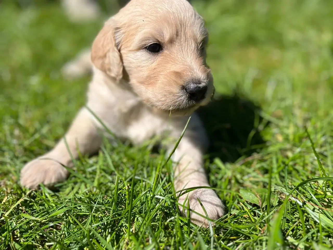 Billede 1 - Goldendoodle 