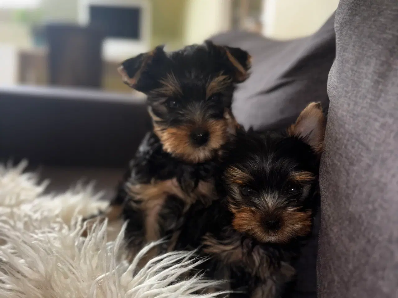 Billede 6 - Yorkshire Terrier Hvalpe
