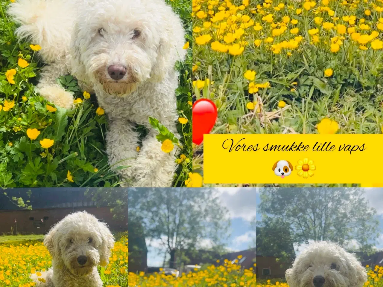 Billede 4 - Mellem puddeler tæver 