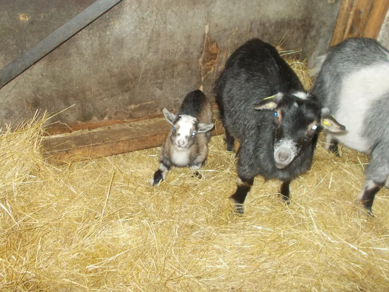 Billede 1 - dværggeder