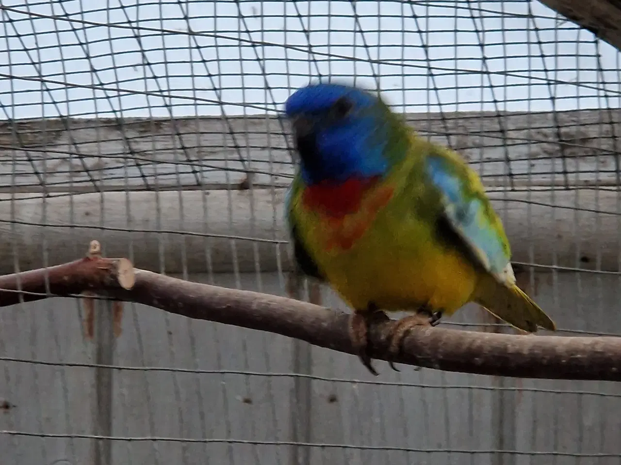 Billede 2 - Splendid edge parakit. 