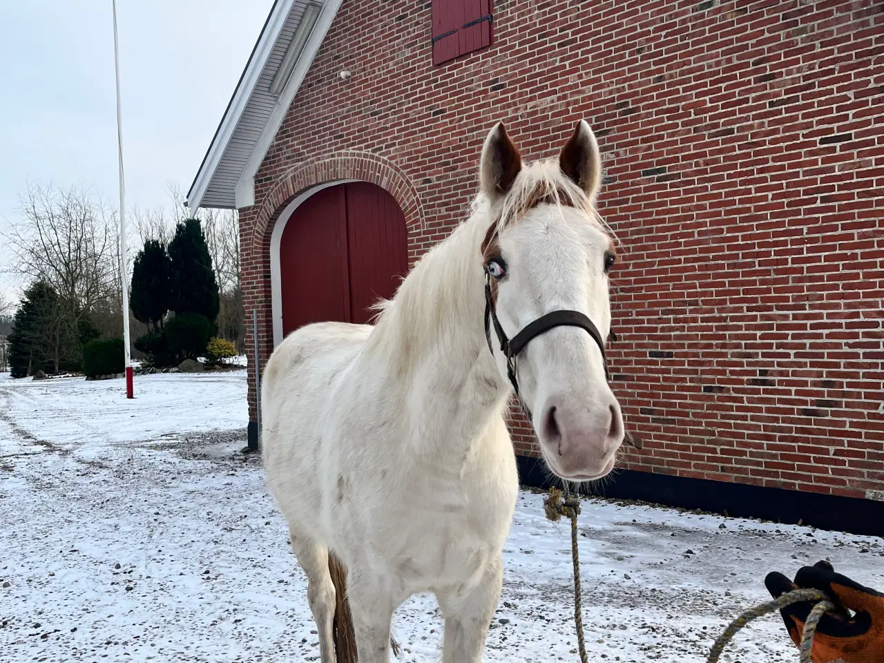 Billede 7 - Western hest, vallak, Pinewood Rain