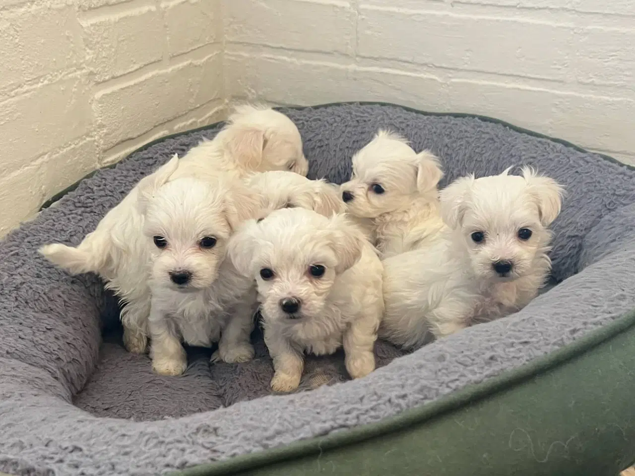 Billede 3 - malteser/Bichon Bolognese hvalpe