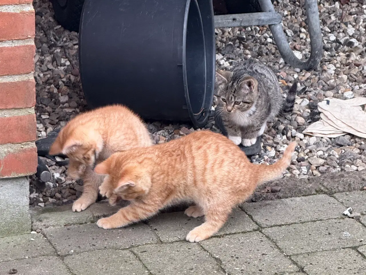 Billede 7 - Søde kattekillinger