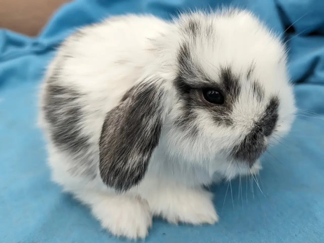 Billede 3 - Minilop kaninunge sælges