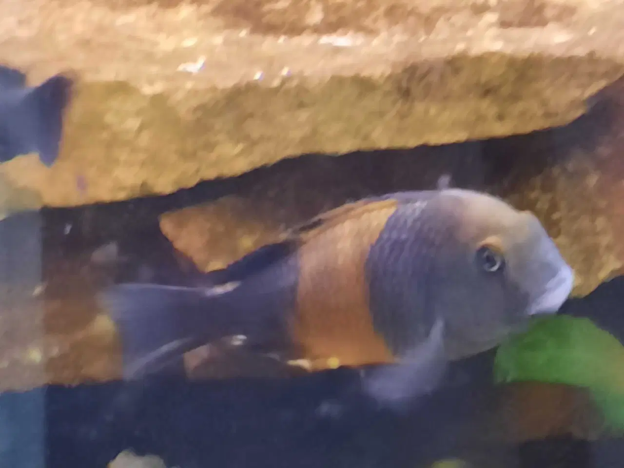 Billede 2 - Tropheus 