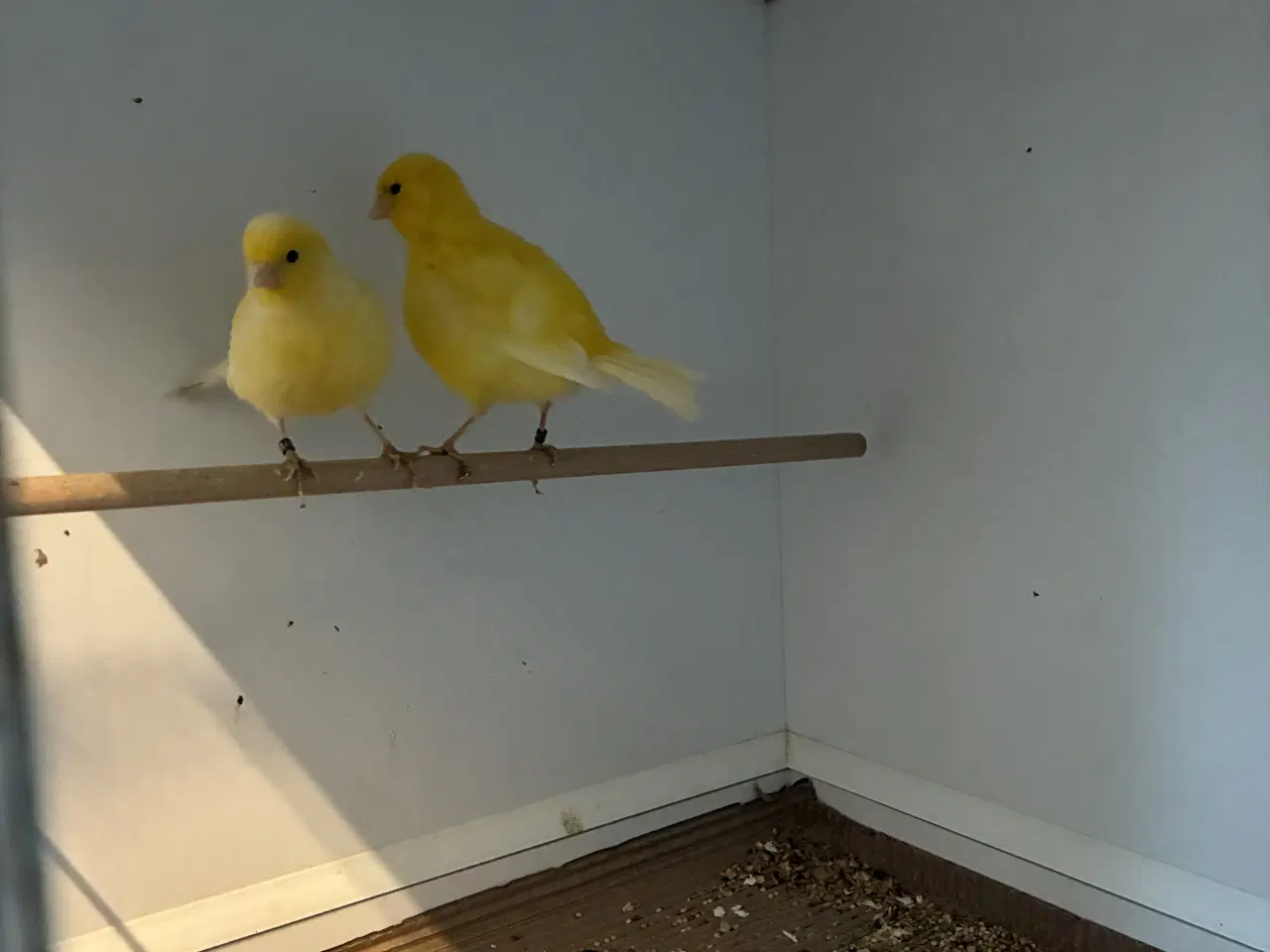 Billede 5 - Fiffe kanarier