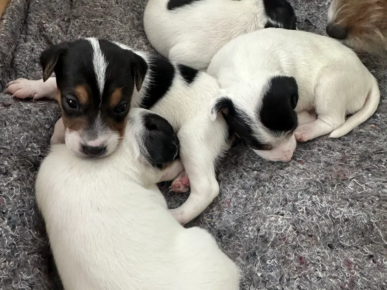 Billede 6 - Dansk/svensk-foxterrier blandingshvalpe