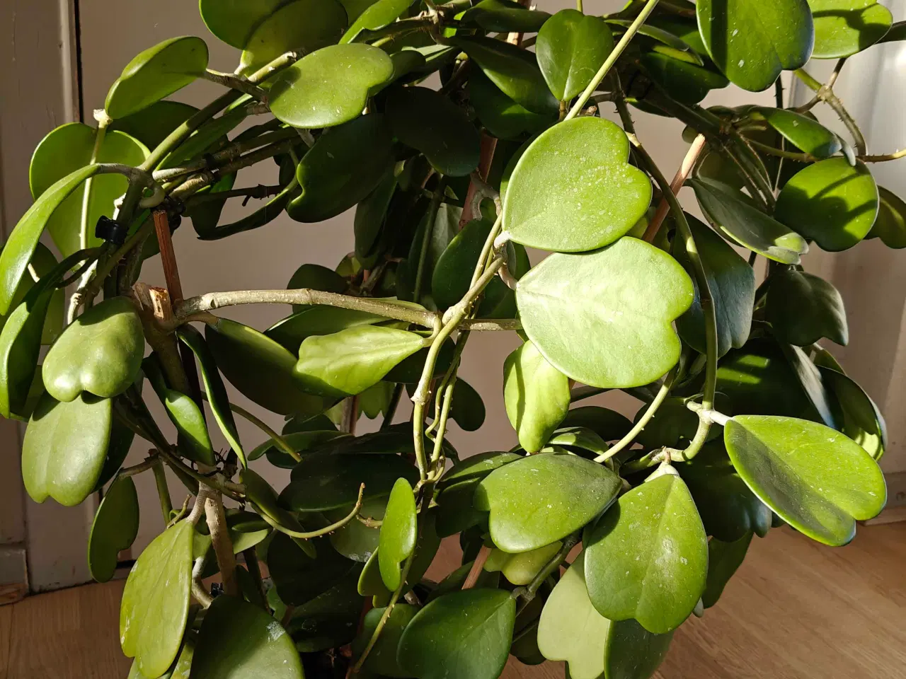 Billede 3 - Lykkehjerte