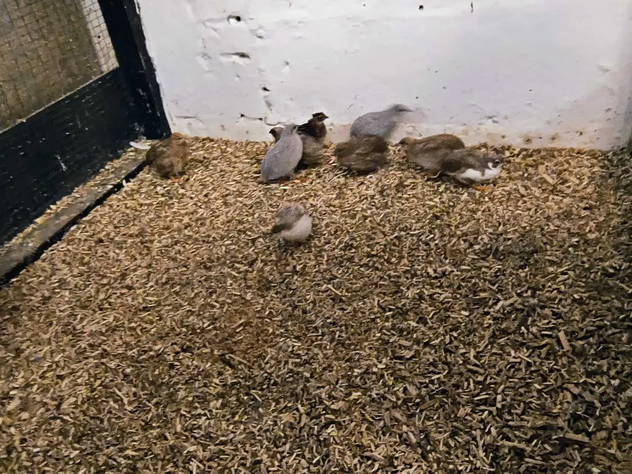 Billede 1 - Blandet småfugle 