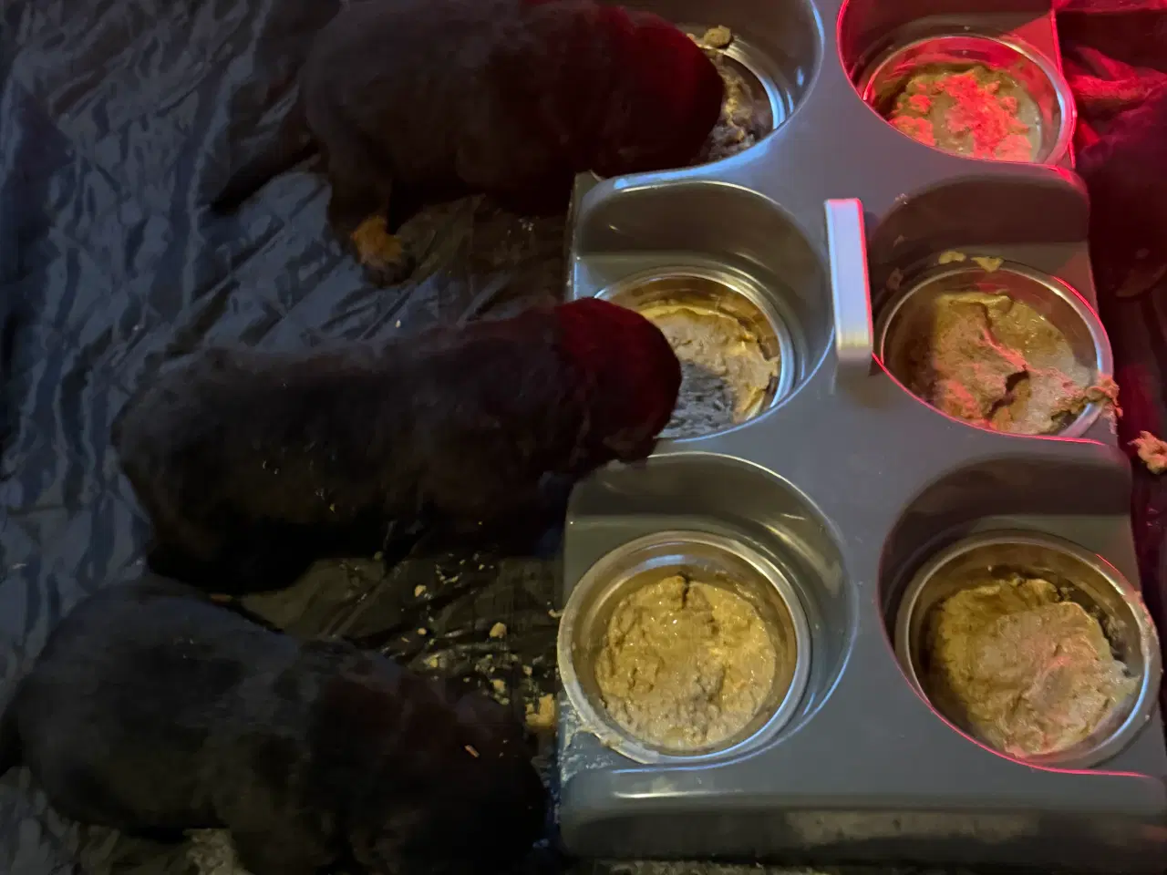 Billede 14 - M.B´Rottweiler Hvalpe