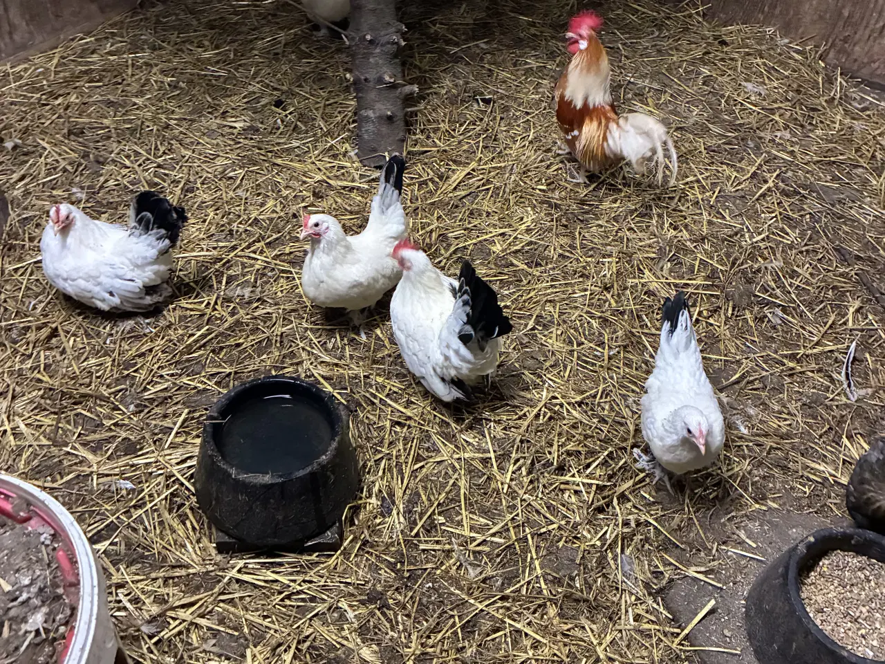 Billede 1 - Dværghøns flotte havehøns