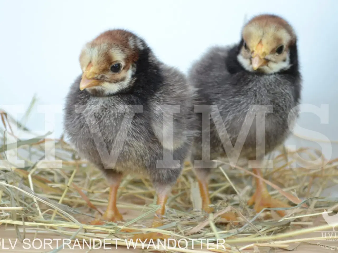 Billede 7 - Bestil DAGGAMLE kyllinger, rene racer & blandinger