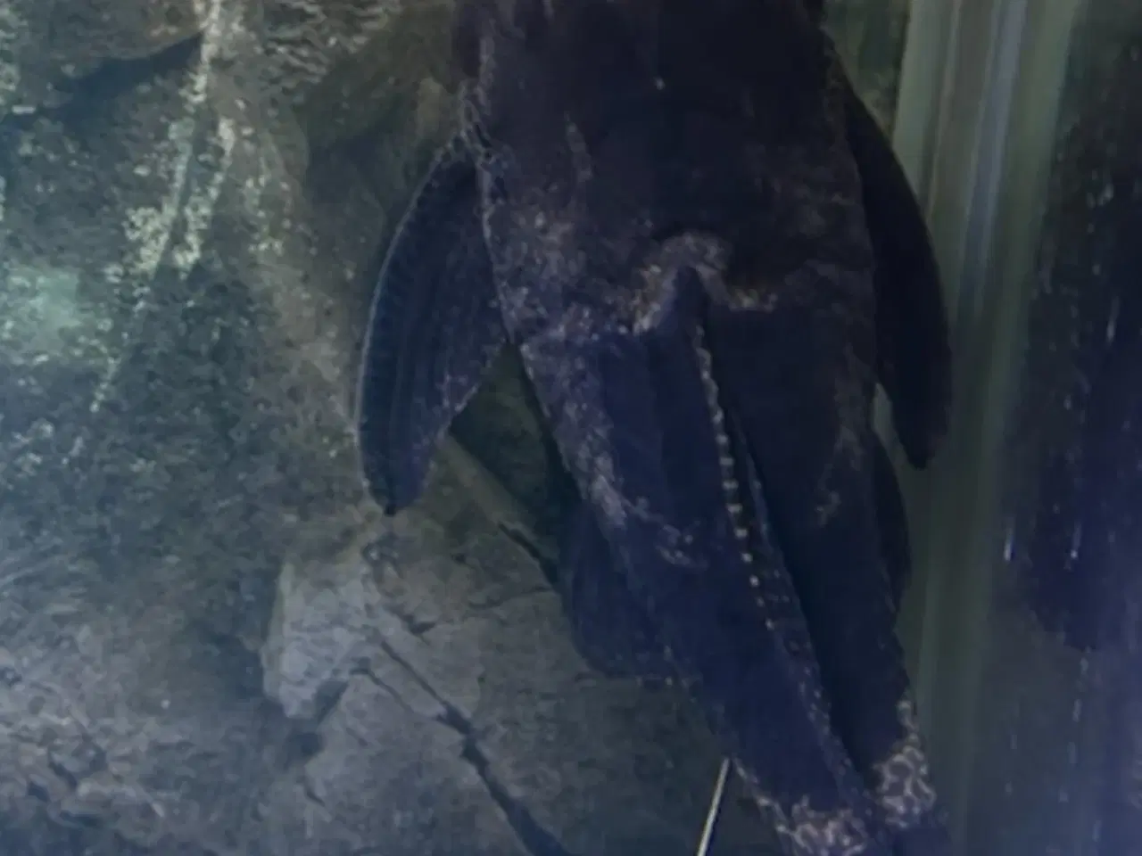 Billede 1 - Storhovedet sugemalle på 50 cm 