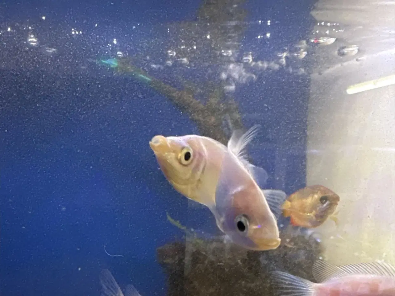 Billede 1 - Kyssegurami