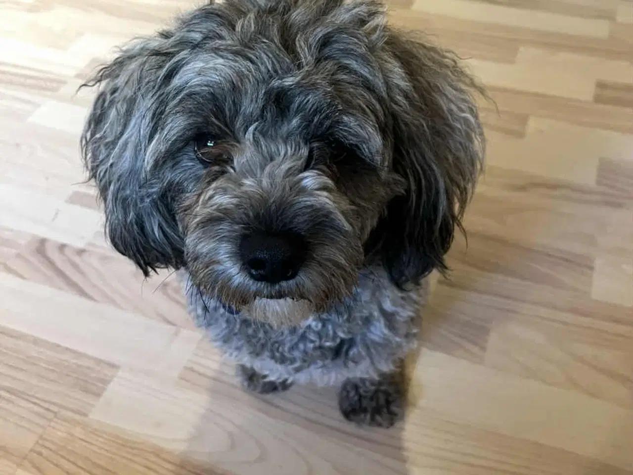 Billede 4 - Kun 1 tæve tilbage nu. små blandinger