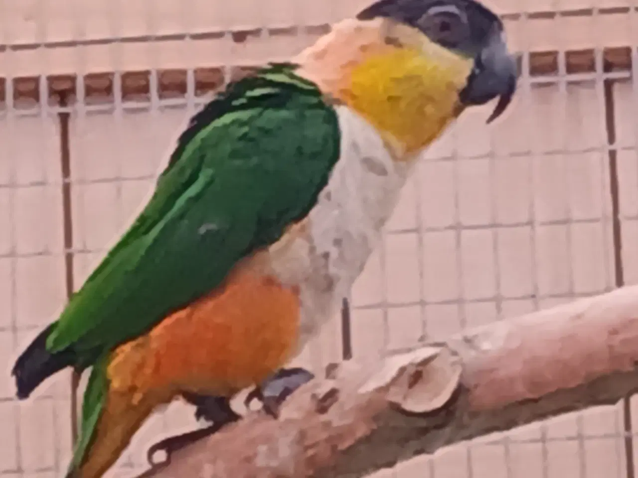 Billede 2 - Sorthovedet  caique 