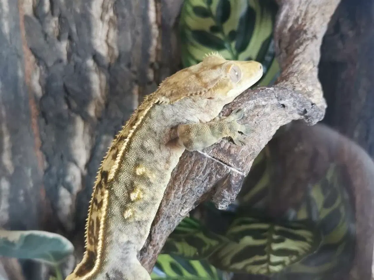 Billede 3 - Kronegekko m. terrarie