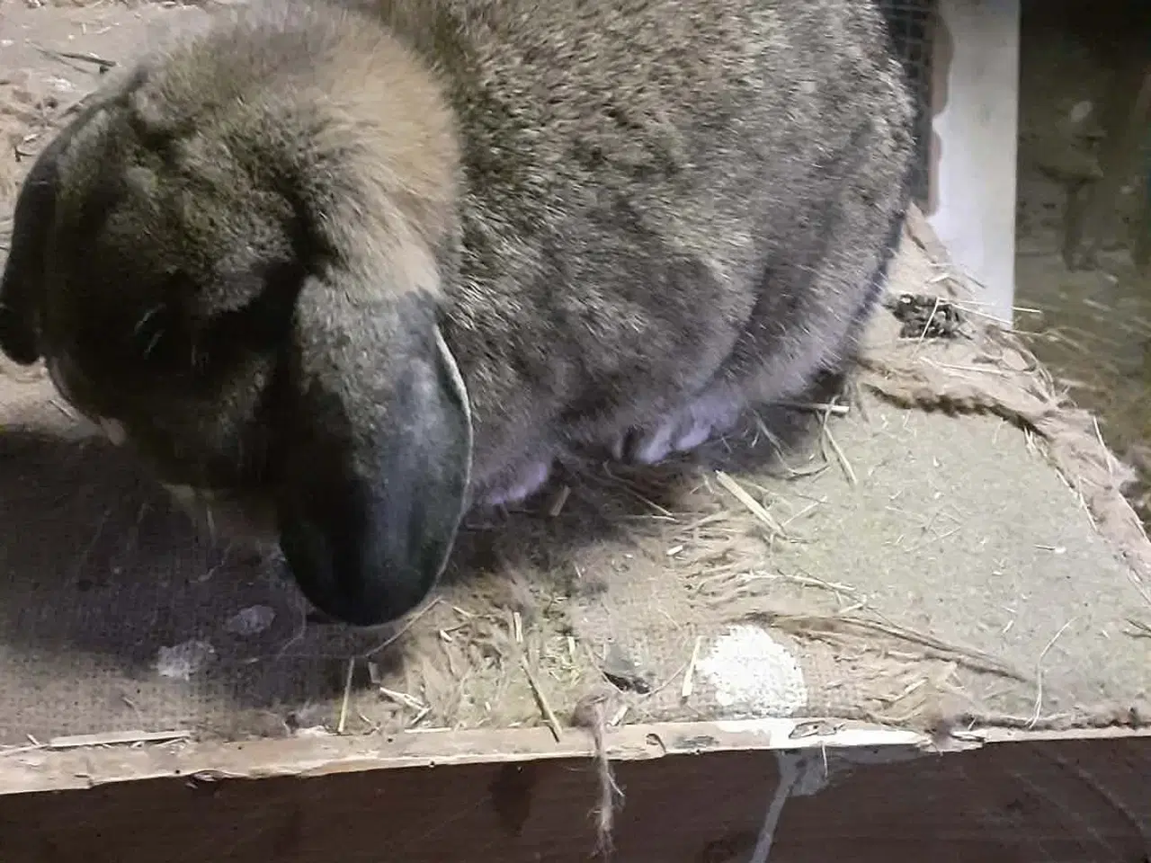 Billede 2 - Dværg vædder hun