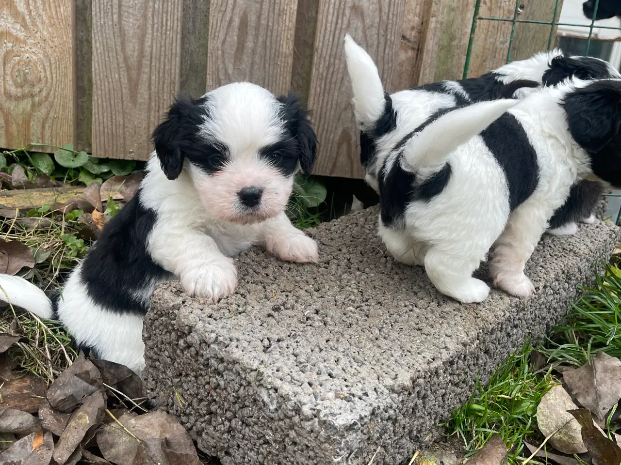 Billede 6 - Bichon havanais/Cavalier King Charles Spaniel