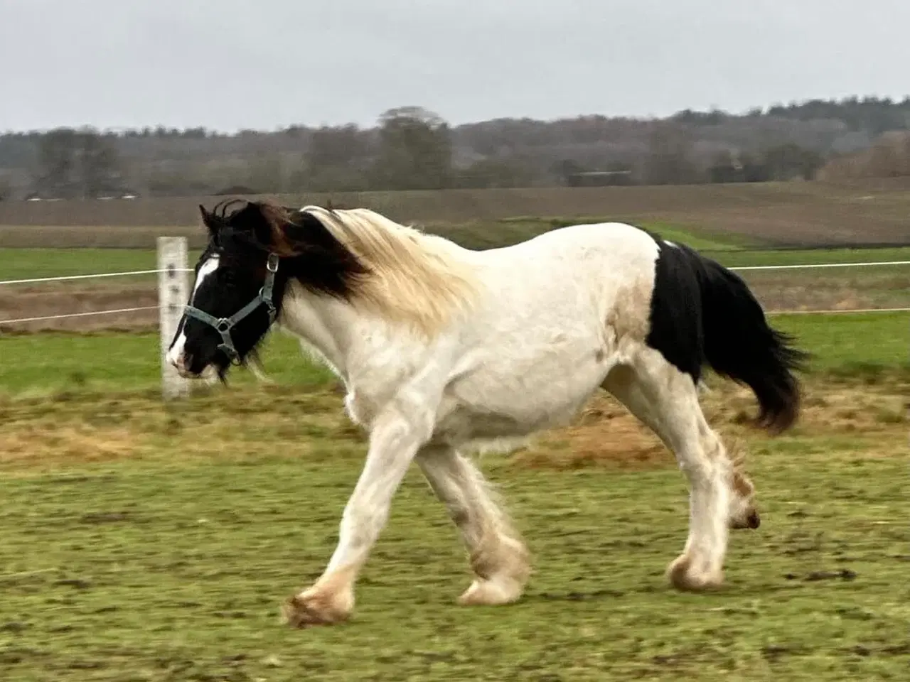 Billede 11 - Sød ung hingst byttes evt til anden hest/pony