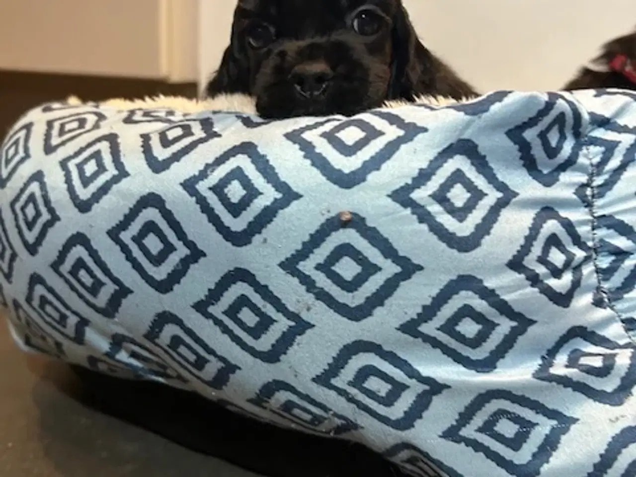 Billede 18 - Amerikansk Cocker hvalpe