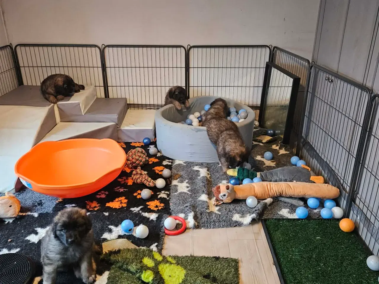 Billede 3 - lækre Leonberger hvalpe