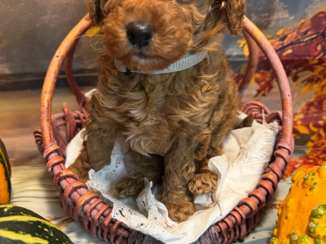 Billede 11 - Maltipoo til efterårs ferien ?